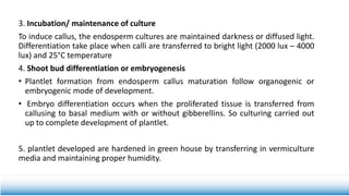 3. Incubation/ maintenance of culture
To induce callus, the endosperm cultures are maintained darkness or diffused light.
Differentiation take place when calli are transferred to bright light (2000 lux – 4000
lux) and 25°C temperature
4. Shoot bud differentiation or embryogenesis
• Plantlet formation from endosperm callus maturation follow organogenic or
embryogenic mode of development.
• Embryo differentiation occurs when the proliferated tissue is transferred from
callusing to basal medium with or without gibberellins. So culturing carried out
up to complete development of plantlet.
5. plantlet developed are hardened in green house by transferring in vermiculture
media and maintaining proper humidity.
 