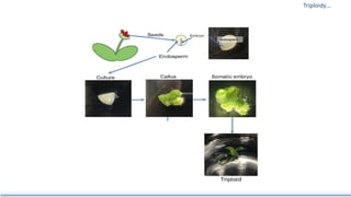 Triploidy…
 