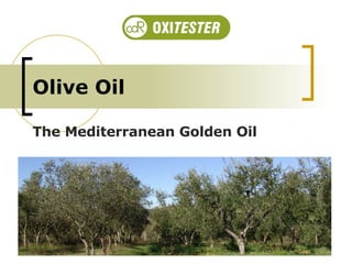 Olive Oil The Mediterranean Golden Oil 