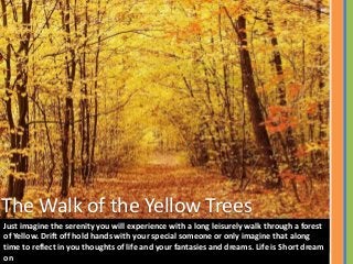 The Walk of the Yellow Trees
Just imagine the serenity you will experience with a long leisurely walk through a forest
of Yellow. Drift off hold hands with your special someone or only imagine that along
time to reflect in you thoughts of life and your fantasies and dreams. Life is Short dream
on
 