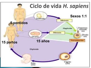 15 años
15 partos
5 sentidos
Sexos 1:1
 