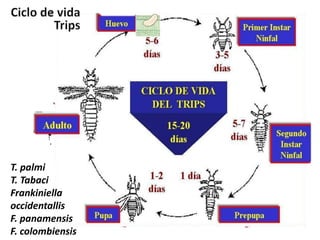T. palmi
T. Tabaci
Frankiniella
occidentallis
F. panamensis
F. colombiensis
 
