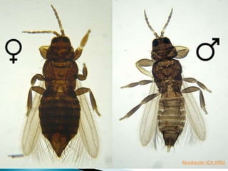 Resolución ICA 0492
 