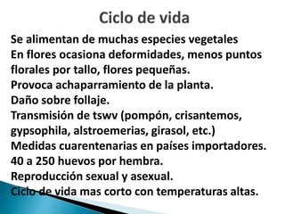 Se alimentan de muchas especies vegetales
En flores ocasiona deformidades, menos puntos
florales por tallo, flores pequeñas.
Provoca achaparramiento de la planta.
Daño sobre follaje.
Transmisión de tswv (pompón, crisantemos,
gypsophila, alstroemerias, girasol, etc.)
Medidas cuarentenarias en países importadores.
40 a 250 huevos por hembra.
Reproducción sexual y asexual.
Ciclo de vida mas corto con temperaturas altas.
 