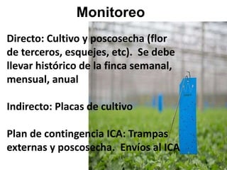 Monitoreo
Directo: Cultivo y poscosecha (flor
de terceros, esquejes, etc). Se debe
llevar histórico de la finca semanal,
mensual, anual
Indirecto: Placas de cultivo
Plan de contingencia ICA: Trampas
externas y poscosecha. Envíos al ICA
 