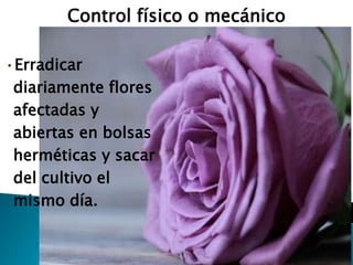 Control físico o mecánico
•Erradicar
diariamente flores
afectadas y
abiertas en bolsas
herméticas y sacar
del cultivo el
mismo día.
 