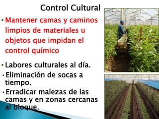 Control Cultural
• Mantener camas y caminos
limpios de materiales u
objetos que impidan el
control químico
• Labores culturales al día.
•Eliminación de socas a
tiempo.
•Erradicar malezas de las
camas y en zonas cercanas
al bloque.
 