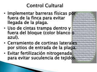 • Implementar barreras físicas por
fuera de la finca para evitar
llegada de la plaga.
• Uso de cintas trampa dentro y
fuera del bloque (color blanco o
azul).
• Cerramiento de cortinas laterales
por sitios de entrada de la plaga.
• Evitar fertilización nitrogenada
para evitar suculencia de tejidos.
Control Cultural
 