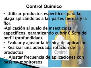 Control Químico
• Utilizar productos específicos para la
plaga aplicándolos a las partes tiernas y la
flor.
•Aplicación al suelo de insecticidas
eapecificos, garantizando cubrir 0,5cm del
perfil (profundidad).
• Evaluar y ajustar la técnica de aplicación
• Realizar una adecuada rotación de
productos
• Ajustar frecuencia de aplicaciones con
base en monitoreos
 