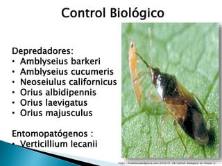 Control Biológico
https://hcoetsia.wordpress.com/2016/01/28/control-biologico-en-freson-2/
Depredadores:
• Amblyseius barkeri
• Amblyseius cucumeris
• Neoseiulus californicus
• Orius albidipennis
• Orius laevigatus
• Orius majusculus
Entomopatógenos :
• Verticillium lecanii
 