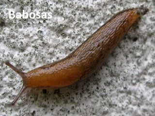 Babosas
 