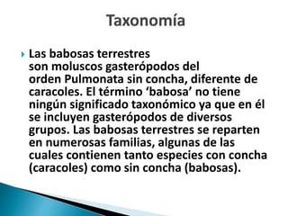  Las babosas terrestres
son moluscos gasterópodos del
orden Pulmonata sin concha, diferente de
caracoles. El término ‘babosa’ no tiene
ningún significado taxonómico ya que en él
se incluyen gasterópodos de diversos
grupos. Las babosas terrestres se reparten
en numerosas familias, algunas de las
cuales contienen tanto especies con concha
(caracoles) como sin concha (babosas).
 