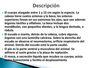  El cuerpo alargado entre 1 y 15 cm según la especie. La
cabeza tiene cuatro antenas y la boca; las antenas
superiores llevan en sus extremos los ojos, que son además
órganos táctiles y olfativos. La boca incluye dos
mandíbulas, con pequeños dientes, y la lengua dentada, o
rádula.
 El escudo o manto, detrás de la cabeza, cubre algunos
órganos con una laminilla calcárea. Sobre la derecha del
escudo se observa el neumostoma, orificio respiratorio del
animal. Detrás del escudo está la parte caudal.
 El pie es la parte ventral y musculosa del animal. Se
adhiere al suelo gracias a la placa de reptación.
 El moco, o secreción líquida que recubre su cuerpo, actúa
como humectante y facilita el desplazamiento
 