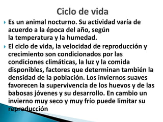  Es un animal nocturno. Su actividad varía de
acuerdo a la época del año, según
la temperatura y la humedad.
 El ciclo de vida, la velocidad de reproducción y
crecimiento son condicionados por las
condiciones climáticas, la luz y la comida
disponibles, factores que determinan también la
densidad de la población. Los inviernos suaves
favorecen la supervivencia de los huevos y de las
babosas jóvenes y su desarrollo. En cambio un
invierno muy seco y muy frío puede limitar su
reproducción
 