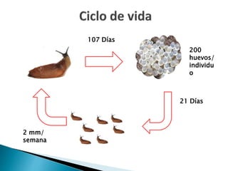 21 Días
2 mm/
semana
107 Días
200
huevos/
individu
o
 