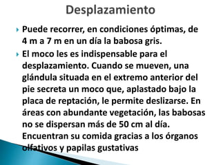  Puede recorrer, en condiciones óptimas, de
4 m a 7 m en un día la babosa gris.
 El moco les es indispensable para el
desplazamiento. Cuando se mueven, una
glándula situada en el extremo anterior del
pie secreta un moco que, aplastado bajo la
placa de reptación, le permite deslizarse. En
áreas con abundante vegetación, las babosas
no se dispersan más de 50 cm al día.
Encuentran su comida gracias a los órganos
olfativos y papilas gustativas
 