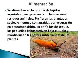  Se alimentan en lo posible de tejidos
vegetales, pero pueden también consumir
residuos animales. Prefieren las plantas al
suelo. A menudo son atraídas por vegetación
en descomposición. En períodos de sequía,
las pequeñas babosas viven bajo el suelo y
mordisquean las partes subterráneas de las
plantas.
 