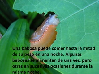 Una babosa puede comer hasta la mitad
de su peso en una noche. Algunas
babosas se alimentan de una vez, pero
otras en sucesivas ocasiones durante la
misma noche.
 
