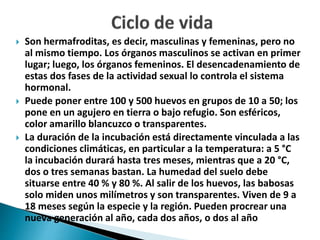  Son hermafroditas, es decir, masculinas y femeninas, pero no
al mismo tiempo. Los órganos masculinos se activan en primer
lugar; luego, los órganos femeninos. El desencadenamiento de
estas dos fases de la actividad sexual lo controla el sistema
hormonal.
 Puede poner entre 100 y 500 huevos en grupos de 10 a 50; los
pone en un agujero en tierra o bajo refugio. Son esféricos,
color amarillo blancuzco o transparentes.
 La duración de la incubación está directamente vinculada a las
condiciones climáticas, en particular a la temperatura: a 5 °C
la incubación durará hasta tres meses, mientras que a 20 °C,
dos o tres semanas bastan. La humedad del suelo debe
situarse entre 40 % y 80 %. Al salir de los huevos, las babosas
solo miden unos milímetros y son transparentes. Viven de 9 a
18 meses según la especie y la región. Pueden procrear una
nueva generación al año, cada dos años, o dos al año
 