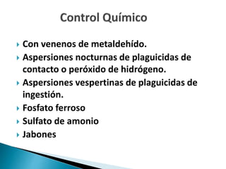  Con venenos de metaldehído.
 Aspersiones nocturnas de plaguicidas de
contacto o peróxido de hidrógeno.
 Aspersiones vespertinas de plaguicidas de
ingestión.
 Fosfato ferroso
 Sulfato de amonio
 Jabones
 