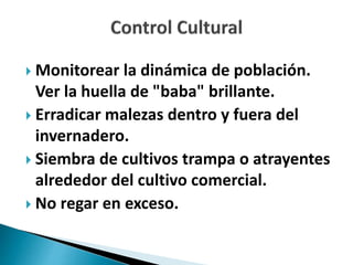  Monitorear la dinámica de población.
Ver la huella de "baba" brillante.
 Erradicar malezas dentro y fuera del
invernadero.
 Siembra de cultivos trampa o atrayentes
alrededor del cultivo comercial.
 No regar en exceso.
 