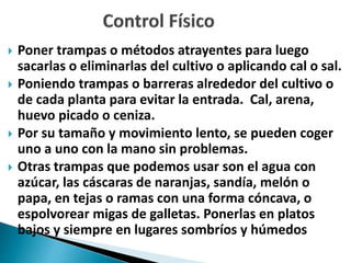  Poner trampas o métodos atrayentes para luego
sacarlas o eliminarlas del cultivo o aplicando cal o sal.
 Poniendo trampas o barreras alrededor del cultivo o
de cada planta para evitar la entrada. Cal, arena,
huevo picado o ceniza.
 Por su tamaño y movimiento lento, se pueden coger
uno a uno con la mano sin problemas.
 Otras trampas que podemos usar son el agua con
azúcar, las cáscaras de naranjas, sandía, melón o
papa, en tejas o ramas con una forma cóncava, o
espolvorear migas de galletas. Ponerlas en platos
bajos y siempre en lugares sombríos y húmedos
 