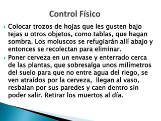  Colocar trozos de hojas que les gusten bajo
tejas u otros objetos, como tablas, que hagan
sombra. Los moluscos se refugiarán allí abajo y
entonces se recolectan para eliminar.
 Poner cerveza en un envase y enterrado cerca
de las plantas, que sobresalga unos milímetros
del suelo para que no entre agua del riego, se
ven atraídos por la cerveza, llegan al vaso,
resbalan por sus paredes y caen dentro sin
poder salir. Retirar los muertos al día.
 