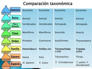 Eucariota
Animal
Vertebrados
Mamíferos
Carnivoros
Felidos (40)
Felis
F. Catus
Eucariota
Animal
Artropoda
Aracnida
Acariformes
Tetranychidae
(1200)
Tetranychus
T. Cinnabarinus
Eucariota
Animal
Vertebrados
Mamíferos
Primates
Hominidos(5)
Homo
H. Sapiens
Eucariota
Animal
Artropoda
Insecta
Thysanoptera
Tripidae
(2000)
Thrips
T. palmi, F.
Occidentalis
Comparación taxonómica
 