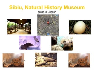 Sibiu, Natural History Museum
guide in English
.
• .
 