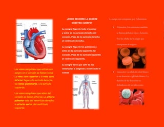 ¿CÓMO RECORRE LA SANGRE
NUESTRO CUERPO?
La sangre llega de todo el cuerpo



y entra en la aurícula derecha del
corazón. Pasa de la aurícula derecha
al ventrículo derecho.
La sangre llega de los pulmones y
entra en la aurícula izquierda del
corazón. Pasa de la aurícula izquierda
al ventrículo izquierdo.
La sangre tiene que salir de los

Los vasos sanguíneos que entran con

ventrículos a oxigenar y nutrir todo el

sangre en el corazón se llaman venas.

cuerpo

La vena cava superior y la vena cava
inferior llegan a la aurícula derecha;
las venas pulmonares, a la aurícula
izquierda.
Los vasos sanguíneos que salen del
corazón se llaman arterias. La arteria
pulmonar sale del ventrículo derecho;
la arteria aorta, del ventrículo
izquierdo.



 