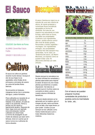 El saúco (Sambucus nigra) es un
                                     arbusto de unos seis metros de
                                     altura, de ramas grisáceas y
                                     numerosas flores aromáticas
                                     agrupadas en forma de
                                     sombrilla. Se trata de una
                                     especie muy abundante en toda
                                     Europa, sobre todo en Suiza,
                                     que debe sus propiedades
                                     curativas a sus ingredientes
                                     activos: aceites eterios común
                                     alto nivel de ácidos grasos,
COLEGIO: San Martin de Porres        flavonoides y ácidos vegetales -
                                     mucílagos- con ingredientes
ALUMNO: Daniel Max Falcón            amargos. Sus propiedades
Farfán                               curativas han sido siempre muy
                                     apreciadas. Ya en 1622, en
                                     'Anatomía del saúco', de Martin
GRADO Y SECCION: 6 A III
                                     Blochwitz, se exponen cómo se
                                     pueden tratar unas 70
                                     afecciones distintas con este
                                     arbusto.




El sauco se cultivo en jardines
durante mucho tiempo. Aunque el      Desde siempre la naturaleza nos
olor de sus hojas no es              ha dado infinidad de variedades y
agradable, entre finales de la       plantas adecuadas para mejorar
primavera y principios de verano     la salud. El sauco es una d esas
se cubre de bonitas flores           plantas que tenemos a nuestra
blancas.                             disposición. Se trata de un
                                     arbusto que en muchos casos se
Se encuentra en bosques,
márgenes de los ríos o corrientes
                                     convierte en árbol y pone a           Con el sauco se pueden
                                     nuestro alcance infinidad de          preparar muchas
del agua y setos húmedos.
                                     beneficios.
                                                                           variedades de productos o
Para cultivarlos se necesita de un
clima templado, en donde las
                                      El sauco desde siempre se ha         postres como la mermelada
heladas no le afecten, el suelo es   apreciado por la madera, pero al      la torta , etc.
mejor si es profundo, franco y       margen de esto, tanto sus flores
limoso con pH neutro a               como el tallo y las hojas tienen un
ligeramente alcalino. Requiere de    gran poder curativo ya que
buen riego como por ejemplo          siempre se han utilizado como
cerca de acequias, huertos
                                     hierba medicinal para curar o
cultivado con otras frutas.
La forma de propagarlo es por        tratar diferentes trastornos
medio de estacas que sean semi-      médicos.
leñosas, tener en cuenta que el
saúco nunca va a cultivarse de
forma silvestre.
 