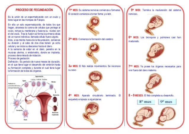 Triptico De La Fecundacion