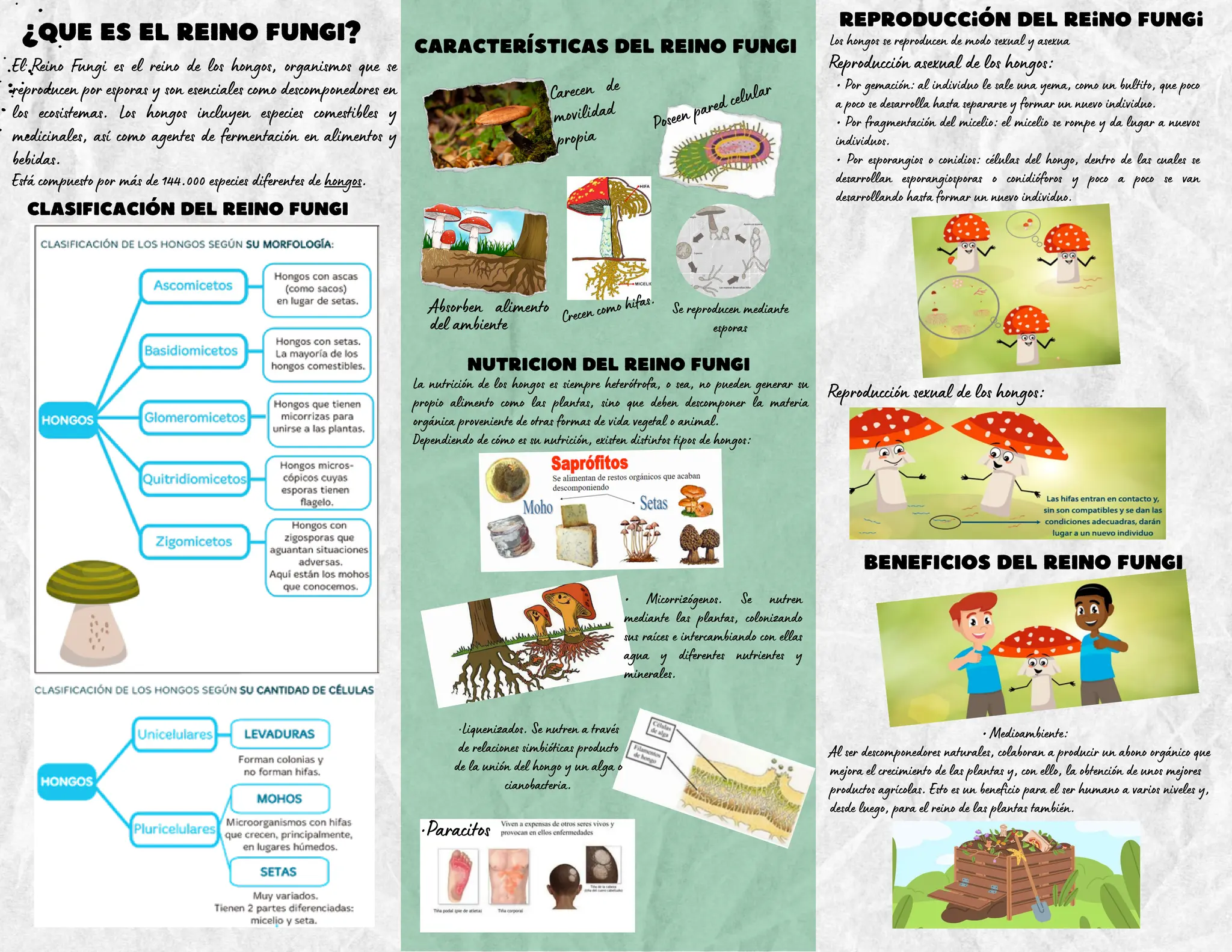 TRIPTICO DEL REYNO FUNGI, CARACTERISTICAS | PDF