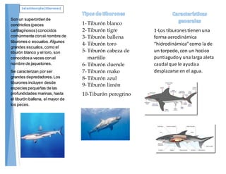 1- Tiburón blanco
2- Tiburón tigre
3- Tiburón ballena
4- Tiburón toro
5- Tiburón cabeza de
martillo
6- Tiburón duende
7- Tiburón mako
8- Tiburón azul
9- Tiburón limón
10-Tiburón peregrino
1-Los tiburones tienen una
forma aerodinámica
“hidrodinámica”como la de
un torpedo, con un hocico
puntiagudo y una larga aleta
caudalque le ayudaa
desplazarse en el agua.
Son un superordende
condrictios (peces
cartilaginosos) conocidos
comúnmente con el nombre de
tiburones o escualos.Algunos
grandes escualos,como el
tiburón blanco y el toro, son
conocidosa veces con el
nombre de jaquetones.
Se caracterizan por ser
grandes depredadores.Los
tiburones incluyen desde
especies pequeñas de las
profundidades marinas,hasta
el tiburón ballena, el mayor de
los peces.
 
