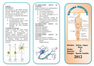 CLASIFICACIÓN             SEGÚN        EL
PARTES                                      TAMAÑO
NEURONAS:                                   Según el tamaño de las prolongaciones,
Una neurona es una célula nerviosa,         las neuronas se clasifican en:
elemento fundamental de la arquitectura             Las neuronas Golgi tipo I.
nerviosa. Es la unidad funcional y                  Las neuronas Golgi tipo II.
estructural del Sistema Nervioso.                   Las células piramidales de la
Las neuronas se componen básicamente                corteza cerebral.
de tres partes:                                     Las voluminosas células de
        el cuerpo neuronal o Soma                   Purkinje de la corteza cerebelosa.
        una prolongación larga y poco               Las grandes neuronas motoras de
        ramificada llamada Axón.                    la médula espinal.
        prolongaciones muy ramificadas      CLASIFICACIÓN             SEGÚN        LA
        alrededor del soma llamadas         POLARIDAD
        Dendritas.                          a)Neuronas unipolares
Variedades de neuronas                      b)Neuronas bipolares
Aunque el tamaño del cuerpo celular         c)Neuronas multipolares
puede ser desde 5 hasta 135                 d)Neuronas pseudounipolares
micrómetros, las prolongaciones o           e)Neuronas apolares
dendritas pueden extenderse a una           CLASIFICACIÓN             SEGÚN        SU
distancia de más de un metro. El número,    FUNCIÓN
la longitud y la forma de ramificación de   a)Neuronas Sensitiva o Aferente
las dendritas brindan un método             b)Neuronas Asociativas o Interneuronas
morfológico para la clasificación de las           Sinapsis
neuronas.                                          Sinapsis eléctrica

                                                                                         Nombre: Ochoa Lligua
                                                                                                    Rosa
                                                                                         Grado:       2º
                                                                                         Sección:    “D”
                                                                                         Colegio: Ramón Castilla

                                                                                                2012
 
