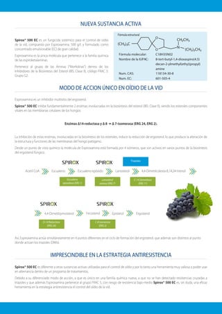 Espiroxamina es un inhibidor multisitio del ergosterol.
Spirox® 500 EC inhibe fundamentalmente 2 enzimas involucradas en la biosíntesis del esterol (IBS: Clase II), siendo los esteroles componentes
vitales en las membranas celulares de los hongos:
Enzimas Δ14-reductasa y Δ 8 Δ 7-isomerasa (ERG 24, ERG 2).
La inhibición de estas enzimas, involucradas en la biosíntesis de los esteroles, induce la reducción de ergosterol, lo que produce la alteración de
la estructura y funciones de las membranas del hongo patógeno.
Desde un punto de vista químico la molécula de Espiroxamina está formada por 4 isómeros, que son activos en varios puntos de la biosíntesis
del ergosterol fúngico.
Así, Espiroxamina actúa simultáneamente en 4 puntos diferentes en el ciclo de formación del ergosterol, que además son distintos al punto
donde actúan los triazoles (DMIs).
NUEVA SUSTANCIA ACTIVA
MODO DE ACCION ÚNICO EN OÍDIO DE LA VID
IMPRESCINDIBLE EN LA ESTRATEGIA ANTIRESISTENCIA
Spirox® 500 EC es un fungicida sistémico para el control de oídio
de la vid, compuesto por Espiroxamina, 500 g/l, y formulado como
concentrado emulsionable (EC) de gran calidad.
Espiroxamina es la única molécula que pertenece a la familia química
de las espiroketalaminas.
Pertenece al grupo de las Aminas (“Morfolinas”) dentro de los
Inhibidores de la Biosíntesis del Esterol (IBS: Clase II), código FRAC 5:
Grupo G2.
Spirox® 500 EC es diferente a otras sustancias activas utilizadas para el control de oídio y por lo tanto una herramienta muy valiosa a poder usar
en alternancia dentro de un programa de tratamientos.
Debido a su diferenciado modo de acción, a que es único en una familia química nueva, a que no se han detectado resistencias cruzadas a
triazoles y que además Espiroxamina pertenece al grupo FRAC 5, con riesgo de resistencia bajo-medio Spirox® 500 EC es, sin duda, una eficaz
herramienta en la estrategia antiresistencia el control del oídio de la vid.
O
O
N
Escualeno
epoxidasa (ERG 1)
Lanosterol
sintasa (ERG 7)
C-14 Demetilasa
(ERG 11)
Triazoles
Acetil CoA Escualeno Lanosterol 4,4-Dimetilcolesta-8,14,24-trienolEscualeno epóxido
Ergosterol
D-14 Reductasa
(ERG 24)
C-8 Isomerasa
(ERG 2)
4,4-Dimetilzymosterol EpisterolFecosterol
Fórmula molecular: C18H35N02
Nombre de la IUPAC: 8-tert-butyl-1,4-dioxaspiro(4.5)
decan-2-ylmethyl(ethy)(propyl)
amine
Num. CAS:
Num. EC:
118134-30-8
601-505-4
Fórmula estructural
 