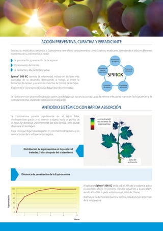 ACCIÓN PREVENTIVA, CURATIVA Y ERRADICANTE
ANTIOÍDIO SISTÉMICO CON RÁPIDA ABSORCIÓN
Gracias a su modo de acción único, la Espiroxamina tiene efecto tanto preventivo como curativo y erradicante, controlando el oídio en diferentes
momentos de su crecimiento al inhibir:
La germinación y penetración de las esporas
El crecimiento del micelio
La formación y liberación de esporas
Spirox® 500 EC controla la enfermedad, incluso en las fases más
avanzadas de su desarrollo, destruyendo al hongo, al inhibir la
formación de esporas y secando las manchas de “ceniza” de las hojas.
Así permite el crecimiento de nuevo follaje libre de enfermedad.
La Espiroxamina es un antioídio único ya que es una de las pocas sustancias activas capaz de eliminar infecciones nuevas en las hojas verdes y de
controlar síntomas visibles del oídio (acción erradicante).
Germinación
de esporas
Formación
de esporas
Crecimiento
del micelio
Penetración
de esporas
Liberación de
esporas,
esporulación
La Espiroxamina penetra rápidamente en el tejido foliar,
distribuyéndose gracias a su sistemia acrópeta, hacia las puntas de
las hojas. Se distribuye uniformemente por toda la hoja, como puede
observarse en la imagen.
Así se consigue llegar hasta las partes en crecimiento de la planta y los
nuevos brotes de la vid quedan protegidos.
Zona de
aplicación
concentración
decreciente de
espiroxamina
Distribución de espiroxamina en hojas de vid
tratadas, 3 días después del tratamiento
Dinámica de penetración de la Espiroxamina
Al aplicarse Spirox® 500 EC en la vid, el 30% de la sustancia activa
es absorbido en los 10 primeros minutos siguientes a la aplicación,
siendo absorbida la parte restante en un plazo de 3 horas.
Además,sehademostradoquenilasistemia,nilaabsorcióndependen
de la temperatura.
100
80
60
40
20
0
1 2 3 6 20
%penetración
Horas
 