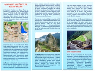 El Santuario Histórico de Machu Picchu se
establecióel 8 de enerode 1981,medianteDecreto
Supremo Nº 001-81-AA. En 1983 la UNESCO lo
declaró Patrimonio Cultural y Natural de la
Humanidad. Este Santuario se ubica en el
departamento de Cusco, provincia de Urubamba,
distrito de Machupicchu. Abarca una superficie de
32 592 hectáreas.
La zona en la que se encuentra Machu Picchu
tiene características propias tanto de la región
andina como de la Amazonía. Es una de las joyas
arquitectónicas más importantes del mundo y el
principal atractivo turístico de América del Sur.
Ninguna otra obra similar en el continente, y muy
pocas en el mundo, armonizan tan
maravillosamente la obra humana con el paisaje
natural. Además de la ciudadela de Machu Picchu,
existen en la zona otros 34 grupos arqueológicos
enlazados por el camino Inca.
La flora en este Santuario es exuberante, sobre
todo en las zonas húmedas entre los 2 000 y 4000
m.s.n.m. En las partes altas se encuentran
diferentesespeciesde Poáceasaltoandinas.Enlas
partes bajas se observan enormes y antiguos
árbolescomo elaliso(Alnus jorullensis), el pisonay
(Erythrina falcata), el nogal (Junglans neotropica),
el intimpa (Podocarpus glomeratus), el quishuar
(Buddlejaincana),elqueñual(Polylepisracemosa),
el cedro (Cedrela sp.) y muchos otros que cubren
las quebradas y orillas boscosas. También hay
palmeras de altura del género Geromoina y
helechos arbóreos (Cyathea sp.).
Abundan las orquídeas (30 géneros y más de 190
especies) que florecen alternadamente a lo largo
del año, tanto en zonas abiertas como en la
espesura boscosa. Entre las más bellas
figuran: Masdevallia barlaeana y Maxillaria
floribunda. Las Bromeliáceas están representadas
por laPuya weberbaueri y la Tillandsia rubra, entre
muchas otras.
La fauna presenta características muy especiales
segúnlas diversaszonasde vida; entre las aves se
encuentran el cóndor (Vultur gryphus) y diversas
especies de picaflores; entre los mamíferos se
hallan la tanka taruca (Mazama chunyi), el puma
(Puma concolor), el tigrillo (Leopardus pardalis) y
algunas especies de monos de los
géneros:Cebus, Saimiri, Aotus y Lagothrix, este
último en peligro de extinción.
Entre los ofidios tenemos una boa (Bothrops
andianus) y víboras del género Bothrops. Hay
también otras especies de fauna silvestre
amenazadas, que habitan en el Santuario como
son el gallito de las rocas o tunki (Rupicola
peruviana), el oso de anteojos (Tremarctos
ornatus), la nutria (Lontra longicaudis) y el gato
montés (Oncifelis colocolo).
El objetivo principal del Santuario Histórico de
Machu Picchu es proteger los valiosos testimonios
de la arqueología y la cultura andina y su
espectacular entorno paisajístico, que constituye
hábitat natural de importantes especies de flora y
fauna que se hallan en situación vulnerable o en
peligro de extinción.
SITIOS ARQUEOLÓGICOS
Dentro del Santuario Histórico de Machupicchu,
ademásde la ciudadeladeMachupicchu, se sitúan
numerosos sitios y monumentos arqueológicos de
alto valor histórico-cultural y de renombre mundial,
como Inca Raq'ay, lntiwatana, Intipata,
Choquesuysuy, Chachabamba, Wiñaywayna,
Phuyupatamarca, Sayacmarka, Runkurraq'ay,
Wayllabamba, Torontoy, Waynaq'ente,
Machuqente, Q'ente, Qoriwayrachiwa, Pulpituyoc,
Patallacta y Palccay.
 