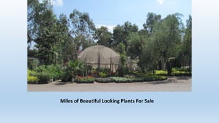 Addis Nice Bishoftu: A Nice Day Trip From Addis | PPTX