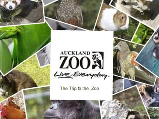 The Trip to the Zoo
 