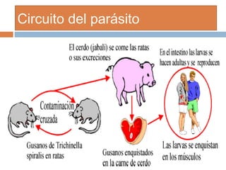 Circuito del parásito