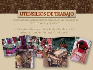 UTENSILIOS DE TRABAJO
-El sistema de cultivo practicado entre los triquis es la
“roza, tumba y quema”.
- telar de cintura y en telar horizontal de cuatro
estacas, también llamado "malacate“.

 