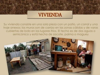 VIVIENDA
Su vivienda consiste en una sola pieza con un patio, un corral y una
troje anexos; los muros son de carrizo en las zonas cálidas y de varas
cubiertas de lodo en los lugares fríos. El techo es de dos aguas o
semicónico y está hecho de zacate, palma o maguey

 