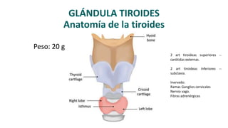GLÁNDULA TIROIDES
Anatomía de la tiroides
2 art tiroideas superiores --
carótidas externas.
2 art tiroideas inferiores --
subclavia.
Inervado:
Ramas Ganglios cervicales
Nervio vago.
Fibras adrenérgicas
Peso: 20 g
 