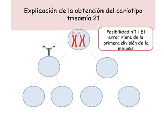 Explicación de la obtención del cariotipo trisomía 21 Posibilidad n°1 : El error viene de la primera división de la meiosis 21  21 21 21  