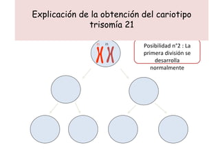 Explicación de la obtención del cariotipo trisomía 21 Posibilidad n°2 : La primera división se desarrolla normalmente 21 21 21 21