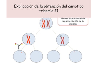 Explicación de la obtención del cariotipo trisomía 21 21 21 El error se produce en la segunda división de la meiosis 21 21 21 21 21 21