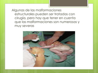 Algunas de las malformaciones 
estructurales pueden ser tratadas con 
cirugía, pero hay que tener en cuenta 
que las malformaciones son numerosas y 
muy severas 
 
