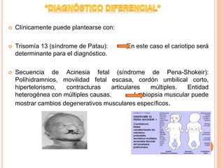  Clínicamente puede plantearse con:
 Trisomía 13 (síndrome de Patau): En este caso el cariotipo será
determinante para el diagnóstico.
 Secuencia de Acinesia fetal (síndrome de Pena-Shokeir):
Polihidramnios, movilidad fetal escasa, cordón umbilical corto,
hipertelorismo, contracturas articulares múltiples. Entidad
heterogénea con múltiples causas. La biopsia muscular puede
mostrar cambios degenerativos musculares específicos.
 