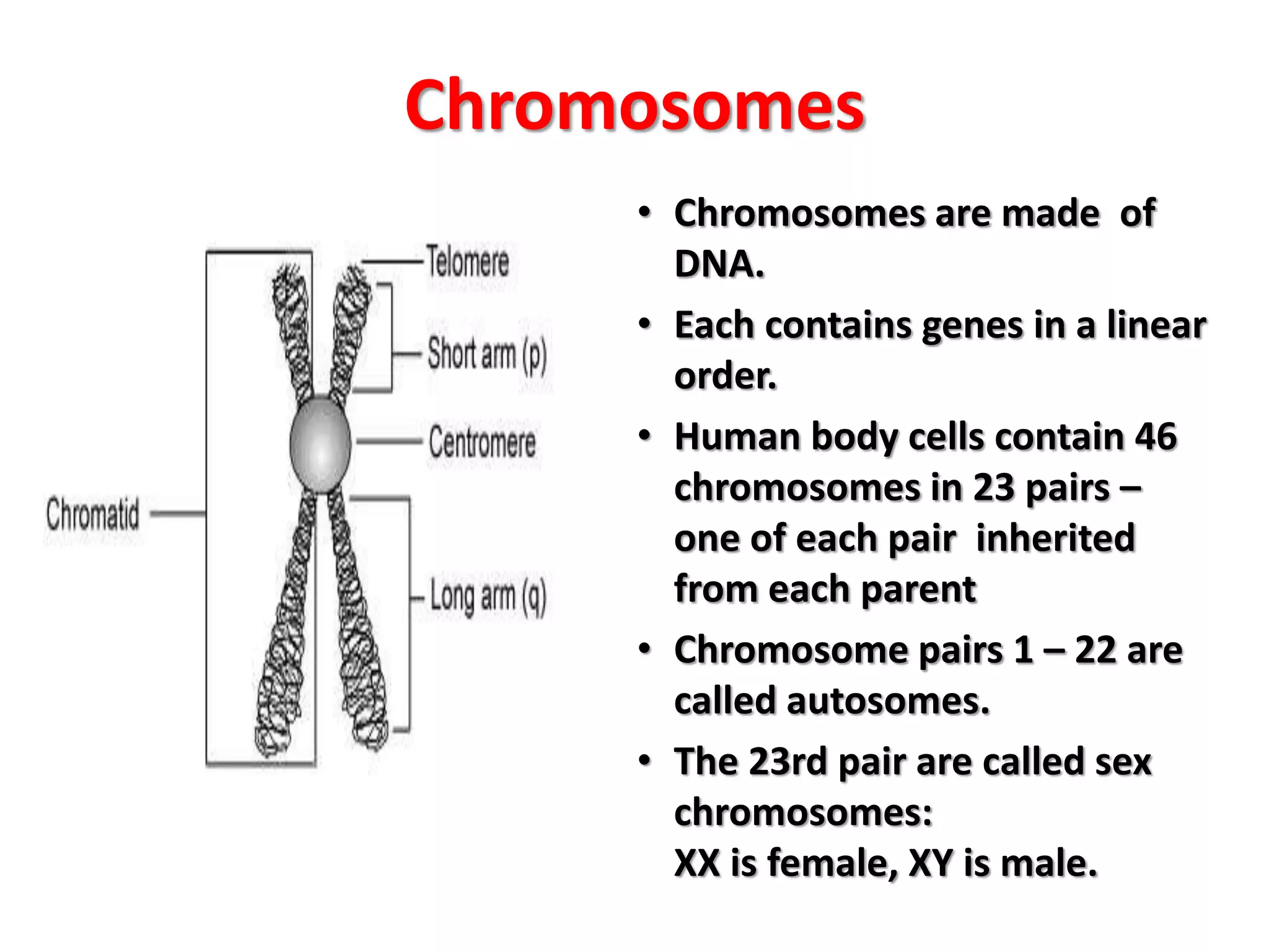 Chromosomes
• Chromosomes are made of
DNA.
• Each contains genes in a linear
order.
• Human body cells contain 46
chromosomes in 23 pairs –
one of each pair inherited
from each parent
• Chromosome pairs 1 – 22 are
called autosomes.
• The 23rd pair are called sex
chromosomes:
XX is female, XY is male.
 